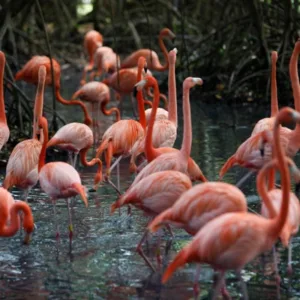 Aves Con Encanto (Day Tour)