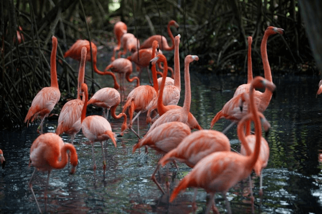Aves con encanto