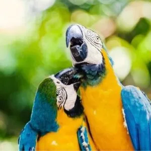 Playa Blanca Barú + Aviario Nacional De Colombia - Transporte Terrestre (Day Tour) Extranjeros